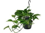 Edera Scindapsus Epipremnum - Ø15Cm - ↕45Cm - Pianta Rampicante Di Facile Cura E Pianta D'appartamento Che Purifica L'aria - Pianta Verde Con Foglie A Forma Di Cuore Per Soggiorno E Ufficio