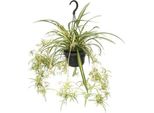 Giglio Verde Chlorophytum Comosum Variegatum - Ø14Cm - ↕55Cm - Pianta D'appartamento Di Facile Manutenzione Con Effetto Purificante Dell'aria - Pianta Ragno A Foglia Colorata Per Soggiorno, Ufficio E Camera Da Letto
