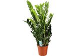Piuma Fortunata - Zamioculcas Zamiifolia - Pianta Da Appartamento - Ø21Cm - ↕95Cm - Pianta Verde Robusta E Facile Da Curare - Foglie Verde Scuro - Per Soggiorno E Ufficio