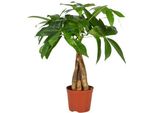 Castagno Portafortuna - Pachira Aquatica - Pianta Da Appartamento - Ø12Cm - ↕35Cm - Pianta Feng Shui Popolare Con Tronco Intrecciato - Purificante Dell'aria E Facile Da Curare