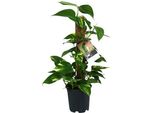 Edera - Scindapsus Epipremnum - Pianta Da Appartamento - Ø15Cm - ↕50Cm - Pianta Verde Rampicante Con Fogliame Rigoglioso - Facile Da Curare E Purificante Dell'aria