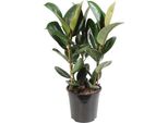Albero Della Gomma - Ficus Elastica Robusta - Pianta Da Appartamento - Ø27Cm - ↕85Cm - Pianta Verde Di Facile Manutenzione Con Grandi Foglie Lucide - Pianta Decorativa Che Purifica L'aria