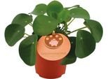 Albero Dei Soldi Cinese - Pilea Peperomioides - Pianta D'appartamento - Ø11Cm - ↕15Cm - Pianta Verde Di Tendenza E Di Facile Manutenzione - Purificante E Decorativa