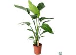 Strelitzia Arborea - Strelitzia Nicolai - Pianta Da Appartamento - Ø21Cm - ↕100Cm - Fiore Bianco Dell'uccello Del Paradiso - Pianta Verde Esotica E Facile Da Curare Per Interni
