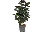 Aralia Pennata - Polyscias Scutellaria Fabian - Pianta Da Appartamento - Ø19Cm - ↕60Cm - Elegante Pianta Verde Esotica Per Soggiorno E Ufficio