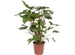 Homalomena Rubescens Maggy - Pianta D'appartamento - Ø24Cm - ↕90Cm - Pianta Verde Tropicale Con Foglie Decorative A Forma Di Cuore - Pianta Esotica Di Facile Manutenzione Per Soggiorno E Ufficio