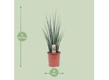 Canapa Ad Arco - Sansevieria Fernwood Mikado - Pianta D'appartamento - Ø19Cm - ↕80Cm - Lingua Di Suocera - Facile Da Curare E Purificante Dell'aria - Elegante Pianta Serpente Per Casa E Ufficio