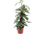 Edera - Epipremnum Pinnatum Cebu Blue - Pianta Da Appartamento - Ø17Cm - ↕60Cm - Rara Pianta Rampicante Con Foglie Blu-Argento - Facile Da Curare E Purificante Dell'aria