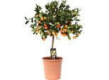 Albero Di Arance - Calamondinorange - Citrus Calamondin - Ø22Cm - Altezza Circa 80Cm - Albero Di Agrumi Decorativo Con Frutti Per Balconi, Terrazze E Interni