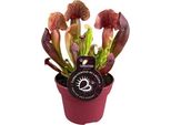 Sarracenia Catesbaei - Pianta D'appartamento Carnivora - Vaso Da 12 Cm - Altezza 23 Cm - Facile Da Curare E Decorare