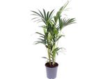 Palma Kentia - Howea Forsteriana - Pianta Da Appartamento - Ø21Cm - ↕120Cm - Elegante Pianta Verde Per Il Soggiorno, L'ufficio E La Camera Da Letto - Palma Tropicale Facile Da Curare