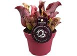 Pianta Tubolare - Sarracenia - Ø12Cm - ↕20Cm - Pianta Carnivora Da Appartamento - Carnivora Esotica Per Casa E Ufficio - Facile Da Curare E Decorativa