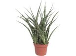 Canapa A Fiocco - Sansevieria Fernwood Punk - Pianta Da Appartamento - Ø12Cm - ↕35Cm - Succulenta Sempreverde - Pianta Purificatrice D'aria Di Facile Manutenzione Per Soggiorno, Ufficio E Camera Da Letto