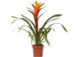 Bromeliacea - Guzmania Variada - Pianta Da Appartamento - Ø12Cm - ↕50Cm - Pianta Fiorita Esotica Per Interni - Facile Da Curare E Decorativa