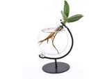 Clusia In Vetro Victoria - Ø5Cm X ↕10Cm - Mini-Pianta Idroponica - Pianta Decorativa Di Facile Manutenzione Per Soggiorno, Ufficio E Idea Regalo