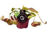 Pianta Da Brocca - Nepenthes Gaya - Ø12Cm - Altezza Circa 17Cm - Pianta Carnivora Esotica - Carnivora Facile Da Curare Per Catturare Insetti E Decorare Gli Interni