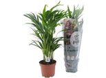 Palma Da Frutto Dorata - Dypsis Lutescens - Pianta Da Appartamento - Ø17Cm - Altezza 65Cm - Elegante Vegetazione Da Interno