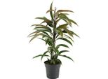 Albero Della Gomma Ficus Binnendijkii Amstel King - Pianta Da Appartamento Ø17Cm - Alta Circa 70Cm - Pianta Verde Di Facile Manutenzione Per Soggiorno, Ufficio E Verde Interno