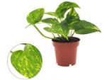 Edera - Epipremnum Aureum - Pianta D'appartamento - Ø12Cm - Altezza Circa 25Cm - Depurativa Dell'aria E Facile Da Curare - Robusta Pianta Ricadente E Rampicante