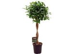 Fico Cinese - Ficus Microcarpa Moclame - Ø23Cm - ↕110Cm - Elegante Pianta Da Appartamento Con Fogliame Denso E Verde - Ficus Di Facile Manutenzione Per Soggiorno, Ufficio E Giardino D'inverno