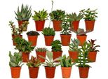Miscela Di Succulente - 20 Piante - Ø5,5 Cm - ↕7 Cm - Piante D'appartamento Facili Da Curare In Vasi Di Plastica - Selezione Colorata Con Aloe Vera, Echeveria, Haworthia, Kalanchoe E Sedum - Mini Piante Decorative Per Casa E Ufficio
