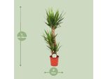 Giglio Delle Palme - Yucca Elephantipes - Pianta Da Appartamento - Ø24Cm - ↕125Cm Di Altezza - Pianta Verde Purificatrice D'aria Di Facile Cura Per Casa E Ufficio