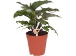 Cesto Marante - Calathea - Pianta D'appartamento - Ø9Cm - Pianta Decorativa Con Accattivante Motivo Fogliare - Pianta Purificatrice D'aria Di Facile Cura Per Soggiorno E Ufficio