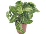 Syngonium Arrow Viola - Ø12Cm - ↕25Cm - Pianta Da Appartamento Di Facile Cura Con Fogliame A Forma Di Freccia - Pianta Verde Per Soggiorno, Ufficio E Fioriere Decorative