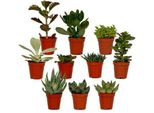 Miscela Di Succulente - 10 Piante - Varie Specie - Aloe Vera, Echeveria, Kalanchoe, Sedum - Piante Da Appartamento In Vaso - Ø5,5 Cm - ↕7 Cm - Facili Da Curare E Decorative