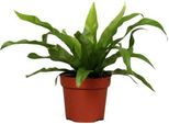 Felce Da Nido Asplenium Antiquum - Pianta Da Appartamento - Ø12Cm - ↕25Cm - Felce Di Facile Manutenzione Con Fronde Verdi E Decorative - Ideale Per Soggiorno, Ufficio E Camera Da Letto