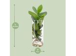 Clusia In Un Cilindro Di Vetro - Ø12Cm X ↕30Cm - Pianta Idroponica In Vetro - Pianta Decorativa Di Facile Manutenzione Per Soggiorno, Ufficio E Giardino D'inverno - Idea Regalo Dal Design Moderno