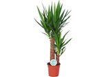 Giglio Delle Palme - Yucca Elephantipes - Pianta Da Appartamento - Ø17Cm - Altezza Circa 80Cm - Facile Da Curare E Purificante Dell'aria