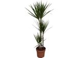 Drago - Dracaena Marginata - Pianta D'appartamento - Ø21Cm - ↕120Cm - Pianta Verde Decorativa Di Facile Manutenzione Per Interni