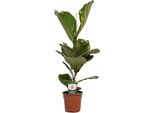 Ficus Lyrata - Pianta D'appartamento - Ø17Cm - 60Cm Di Altezza - Pianta Decorativa Per Il Soggiorno E L'ufficio - Purificante Dell'aria E Facile Da Curare