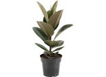 Albero Della Gomma Ficus Elastica Robusta - Ø17Cm - ↕55Cm - Pianta D'appartamento Di Facile Manutenzione Con Foglie Grandi E Lucide - Pianta Verde Che Purifica L'aria Per Il Soggiorno, L'ufficio E Il Giardino D'inverno