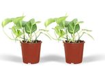 Edera - Epipremnum Aureum Scindapsus - Pianta Da Appartamento - Ø12Cm - Altezza Circa 20Cm - 2 Piante - Pianta Ricadente E Rampicante Di Facile Manutenzione