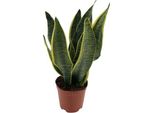 Canapa A Fiocco - Sansevieria Superba - Pianta Da Appartamento - Ø12Cm X ↕40Cm - Pianta Verde Per Interni Di Facile Manutenzione - Pianta Decorativa Che Purifica L'aria