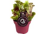 Pianta Tubolare Sarracenia - Pianta D'appartamento Carnivora Ø12 Cm - Alta Circa 20 Cm - Design Esotico - Purificante Dell'aria E Facile Da Curare