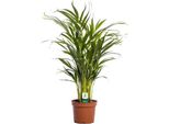 Palma Da Frutto Dorata - Dypsis Lutescens - Pianta Da Appartamento - Ø17Cm - Altezza Circa 65Cm - Purificante Dell'aria E Tropicale - Palma Areca Di Facile Cura Per La Casa E L'ufficio