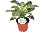Philodendron Birkin - Pianta Da Appartamento - Ø14Cm - ↕25Cm - Elegante Pianta Verde Con Variegatura Bianca - Pianta Tropicale Di Facile Manutenzione Per Casa E Ufficio