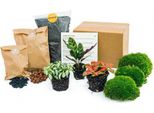 Set Da Giardino In Bottiglia - Calathea Lancifolia - Starter Kit Per Terrario Fai Da Te E Confezione Di Ricarica - Mini Ecosistema Con Fittonia E Bulbi Da Fiore - Istruzioni E Accessori Inclusi