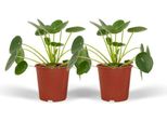 Albero Dei Soldi Cinese - Pilea Peperomioides - Pianta Pancake - 2 Piante Da Appartamento Ø12Cm - Altezza Circa 20Cm