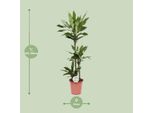Drago - Dracaena Janet Lind - Pianta Da Appartamento - Ø24Cm - ↕130Cm - Pianta Verde Di Facile Manutenzione Per Casa E Ufficio