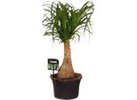 Piede D'elefante Beaucarnea Nolina - Ø19Cm - ↕60Cm - Pianta D'appartamento Di Facile Manutenzione Con Proprietà Depurative Dell'aria - Pianta Verde Esotica Per Soggiorno, Ufficio E Giardino D'inverno