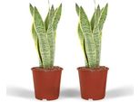 Bogenhanf - Sansevieria Laurentii - Lingua Di Donna - 2 Piante D'appartamento - Altezza Circa 40 Cm - Ø 14 Cm - Facile Da Curare E Purificante Dell'aria