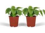 Baumfreund - Philodendron Scandens - Pianta Da Appartamento - Ø12Cm - Altezza Circa 5Cm - 2 Piante - Pianta Verde Facile Da Curare Con Foglie A Forma Di Cuore
