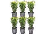 Bosso - Buxus Sempervirens - Pianta Da Siepe Sempreverde - 6 Piante - Lunghezza Totale 1M - Ø12Cm - Altezza 20Cm - Pianta Da Giardino Di Facile Manutenzione