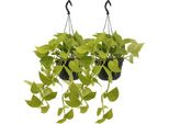 Edera - Epipremnum Golden Pothos - Scindapsus - Pianta Da Appartamento - Ø15Cm - Altezza Circa 25Cm - 2 Piante - Pianta Rampicante E Ricadente Di Facile Manutenzione Per Casa E Ufficio