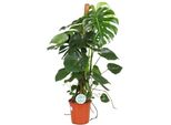Foglia Di Finestra Deliziosa - Monstera Deliciosa - Pianta Da Appartamento - Ø24Cm - ↕105Cm - Pianta Verde Tropicale Con Grandi Foglie Decorative