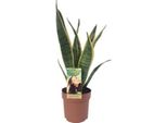 Canapa A Fiocco - Sansevieria Laurentii - Pianta Da Appartamento - Ø14Cm - ↕50Cm - Pianta Purificatrice D'aria Di Facile Cura - Lingua Di Suocera Decorativa